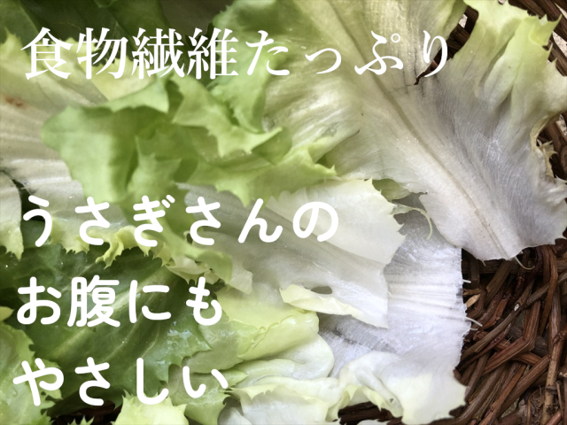 うさぎ スカローラ 食いつき