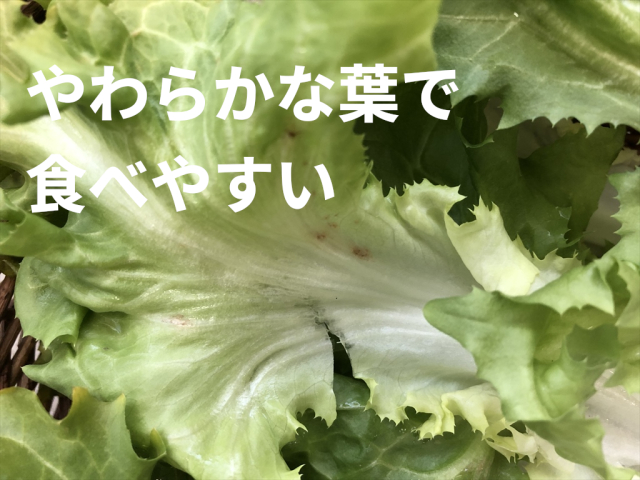 スカローラ 食物繊維 うさぎ