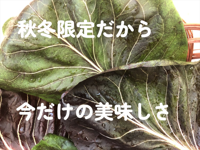 うさぎ 生野菜 プレコーチェ