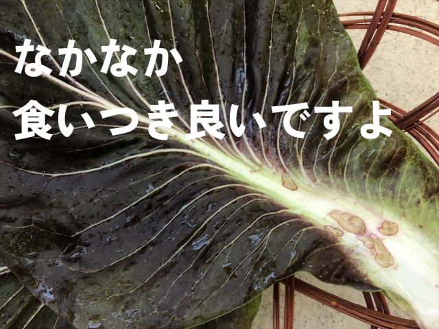 赤紫の葉 プレコーチェ うさぎ
