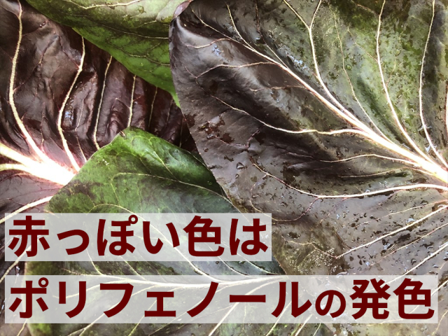 新鮮 プレコーチェ うさぎ畑