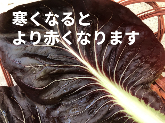 チコリの仲間 プレコーチェ