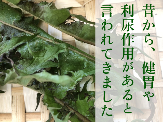 たんぽぽ葉