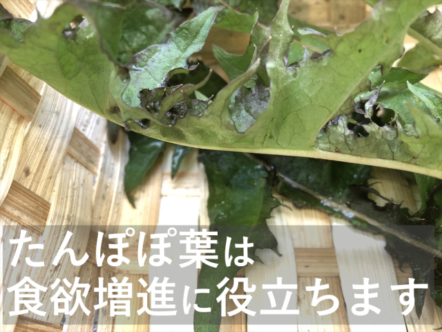 たんぽぽ葉
