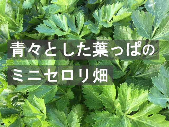 ミニセロリ