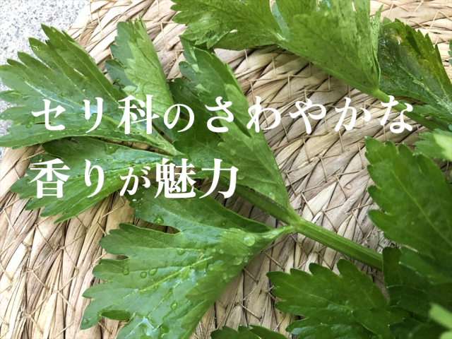 ミニセロリ