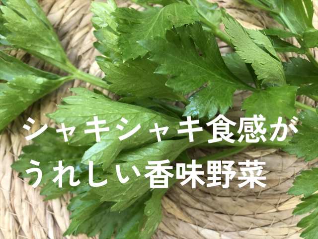 ミニセロリ