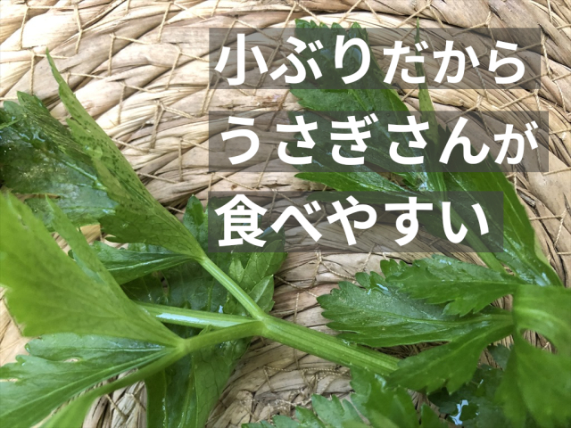 ミニセロリ