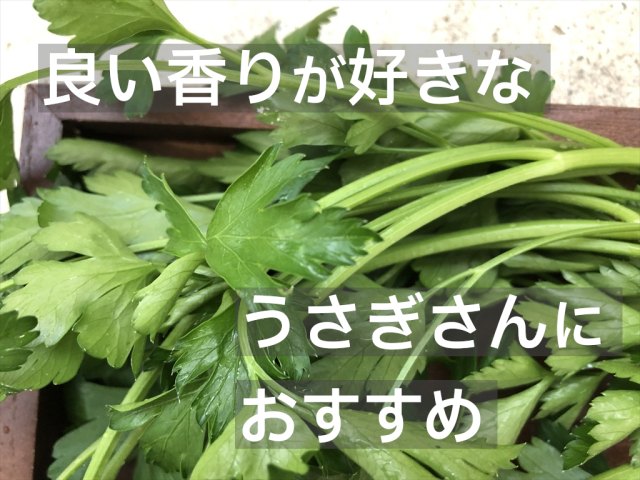 イタリアンパセリ,うさぎ,生ハーブ