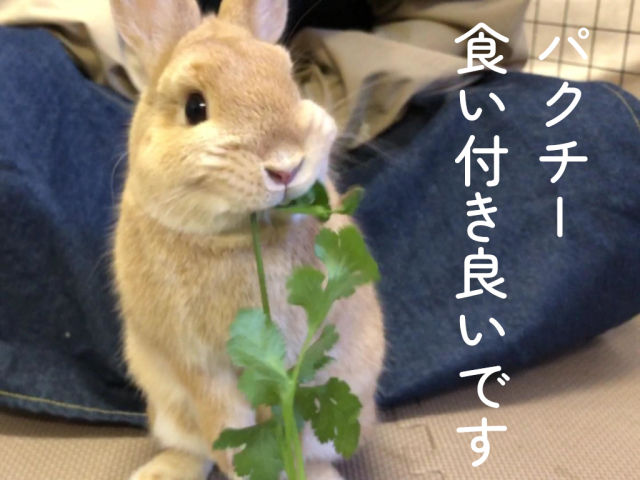 パクチー