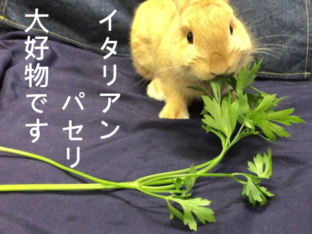 イタリアンパセリ,うさぎ,生ハーブ