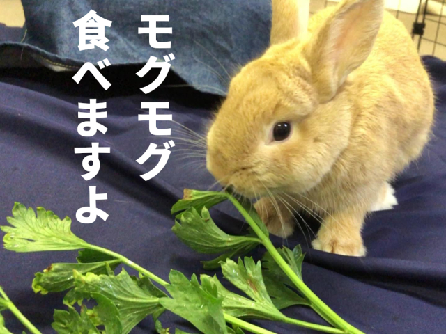 ミニセロリ
