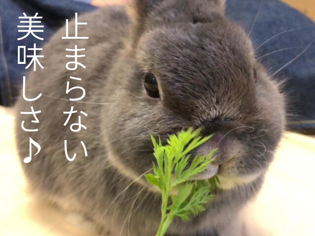 うさぎにんじん葉