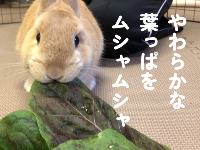 プレコーチェ うさぎ用 生野菜