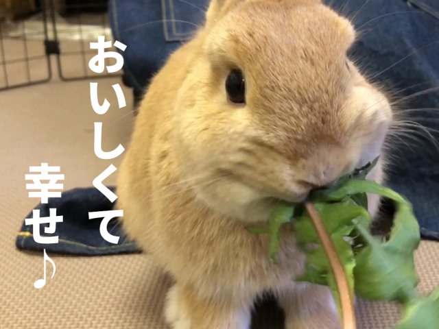 たんぽぽ葉