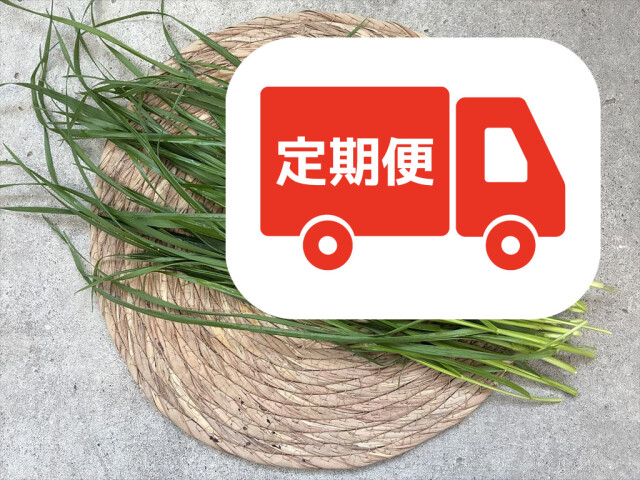 みずみずしいイタリアンライグラスのアップ