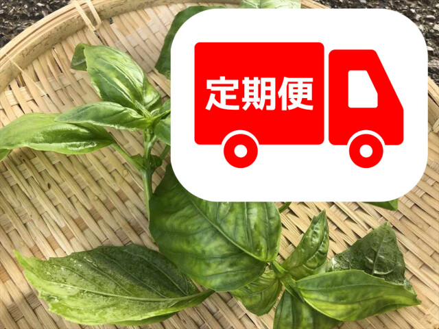 香り豊かなバジル うさぎの食欲アップ