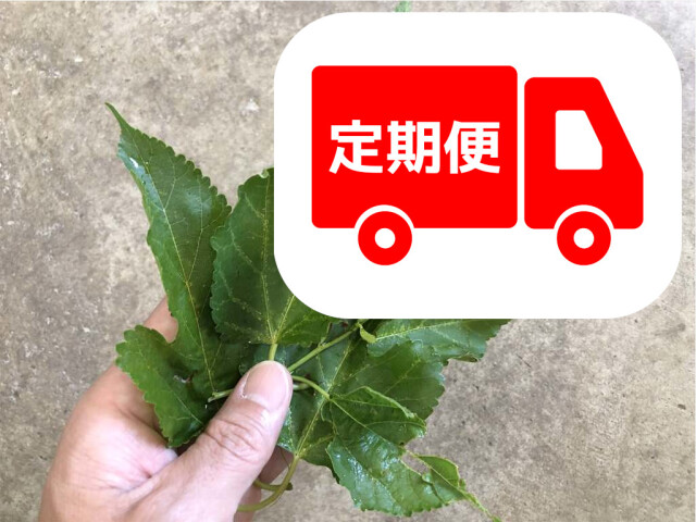 桑の葉