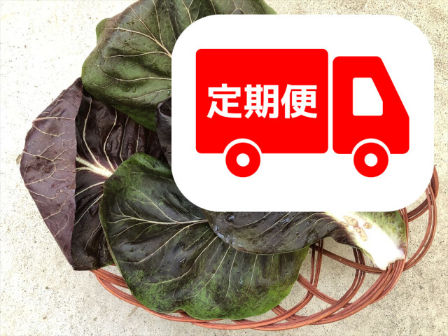 うさぎ プレコーチェ 食いつき