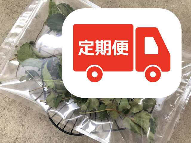 乾燥いちご葉