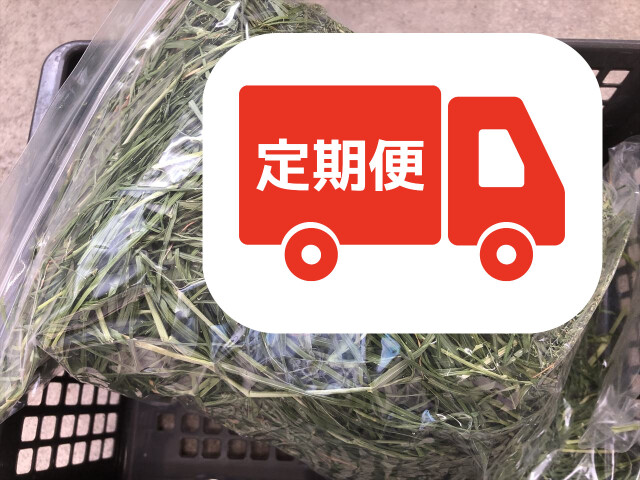 レギュラー乾燥イタライ うさぎが食べやすい柔らかい牧草 イタリアンライグラス