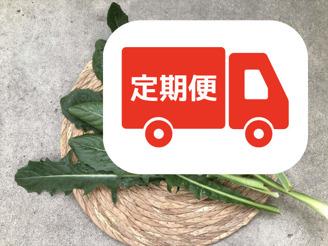 カタローニャ チコリの仲間 葉野菜