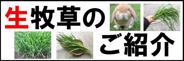 うさぎ畑オンラインショップ にんじん葉とチモシー牧草農園
