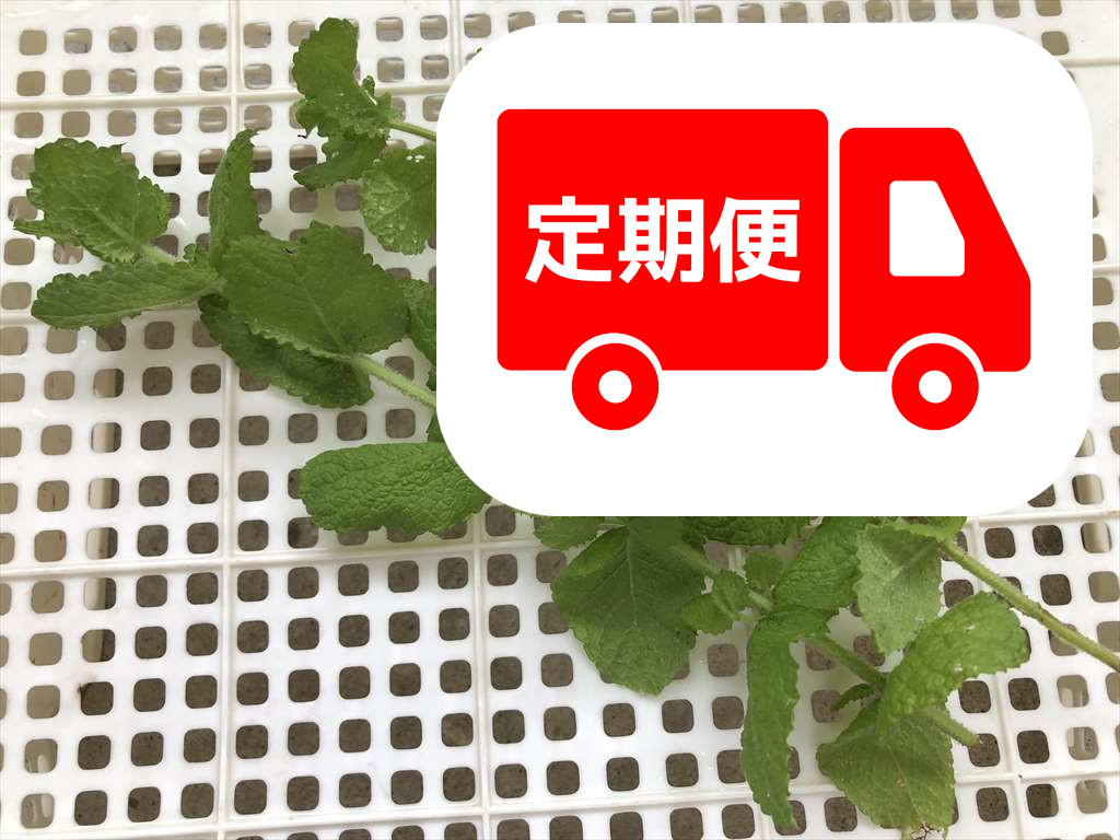 アップルミント