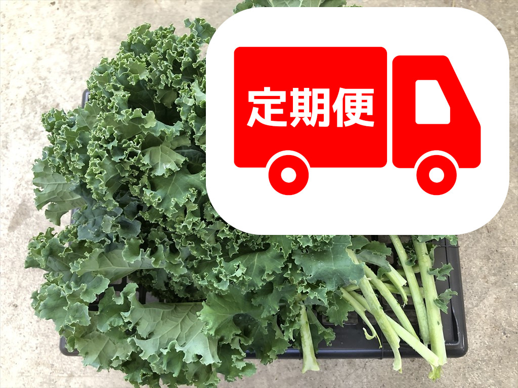 緑カリーノケールヴェルデ