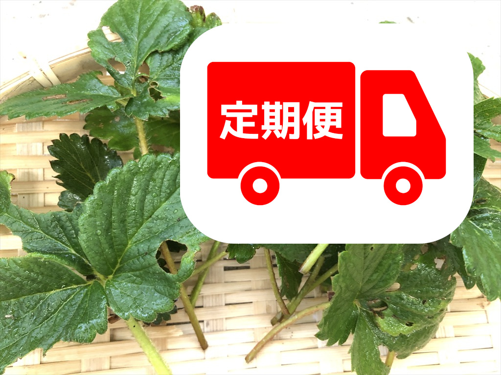 新鮮ないちご葉のアップ