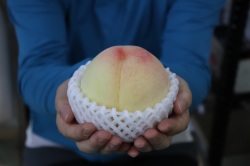 プレミアム 日川白鳳 大箱