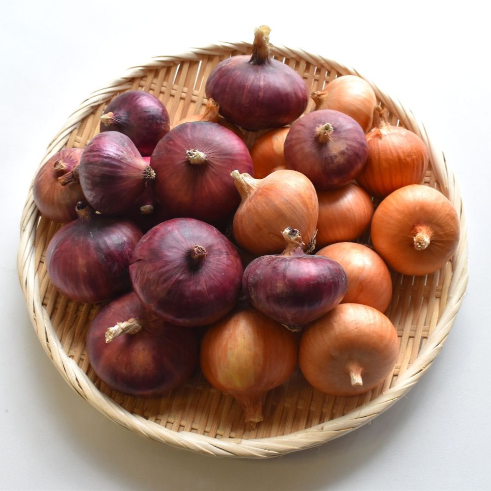 玉ねぎ食べ比べ便　2.5kg　正方形