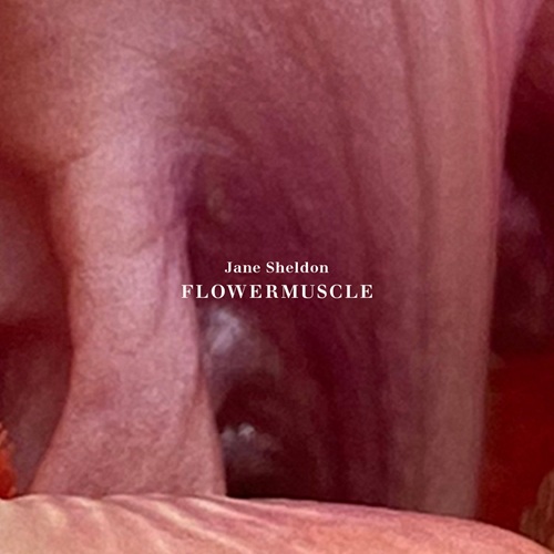 Jane Sheldon / flowermuscle