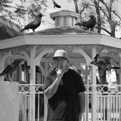 Eddy Detroit / Black Crow Gazebo
