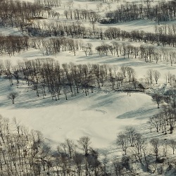 トウヤマ タケオ / 四辺は森として
