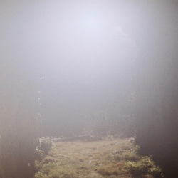 Shin Sasakubo (笹久保伸) / Venus Penguin