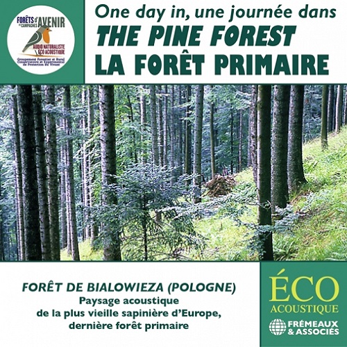 VA / Une Journee dans la foret primaire - La foret de sapins