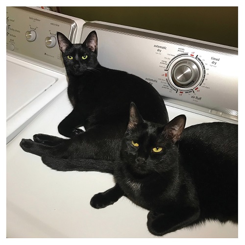 Bird's Eye Batang (a.k.a.公衆道徳、空中泥棒) / Flood Format (CD)