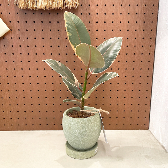 フィカス ルビー Egg Pot S