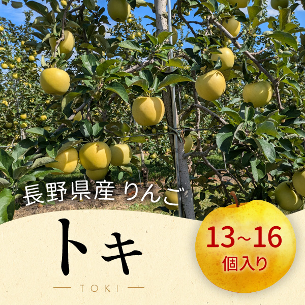 長野県 山形村産 りんご《品種：とき》（１３個～１６個入箱）【９月上中旬頃～９月中下旬頃】