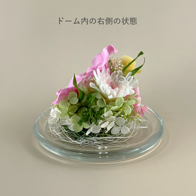 ガラスドームのプリザーブドフラワー デンファレ ピンク｜お供え用