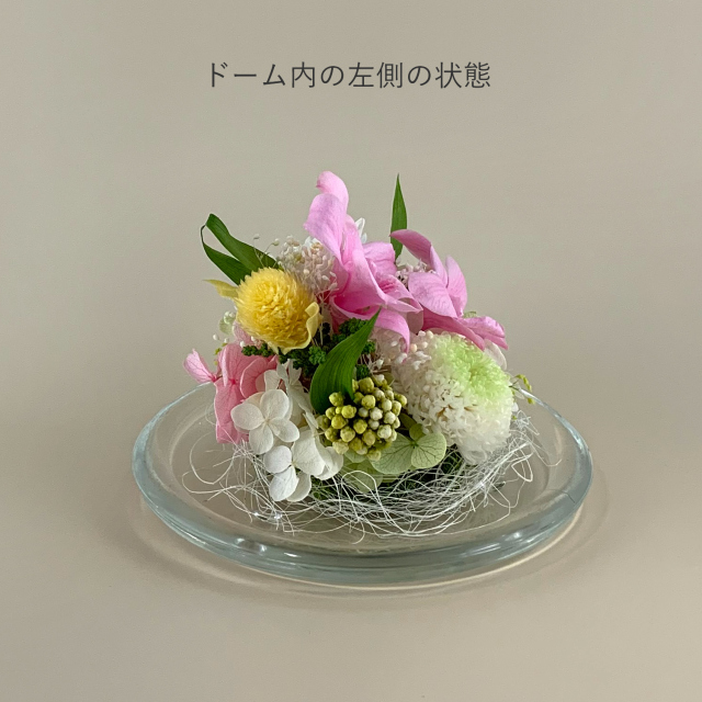 ガラスドームのプリザーブドフラワー デンファレ ピンク｜お供え用