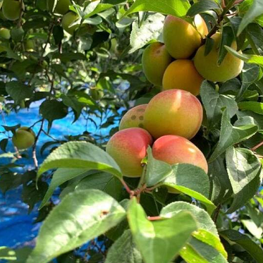 松本農園 農薬不使用青梅1kg【冷蔵便】