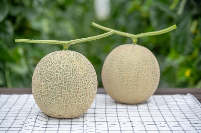 てぃだメロン2玉