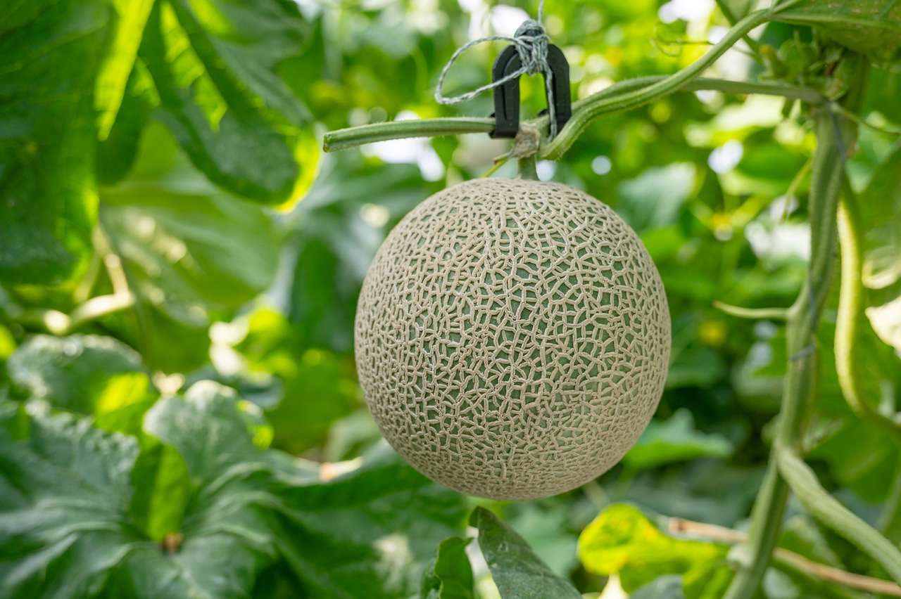 てぃだメロン1玉