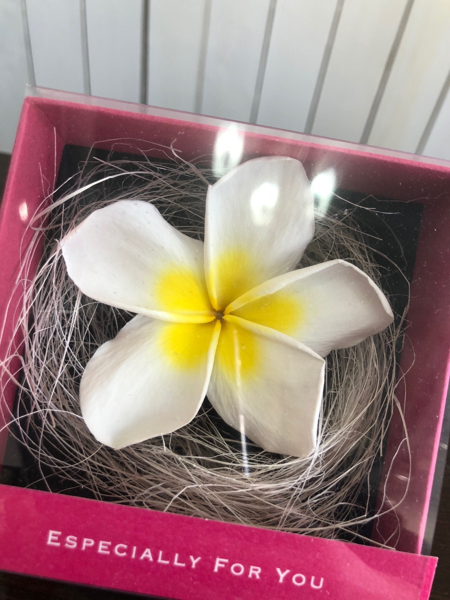 プルメリアプリザーブドフラワー ホワイト Ri Pm W 18 001