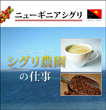 ニューギニア　シグリ 【生豆】