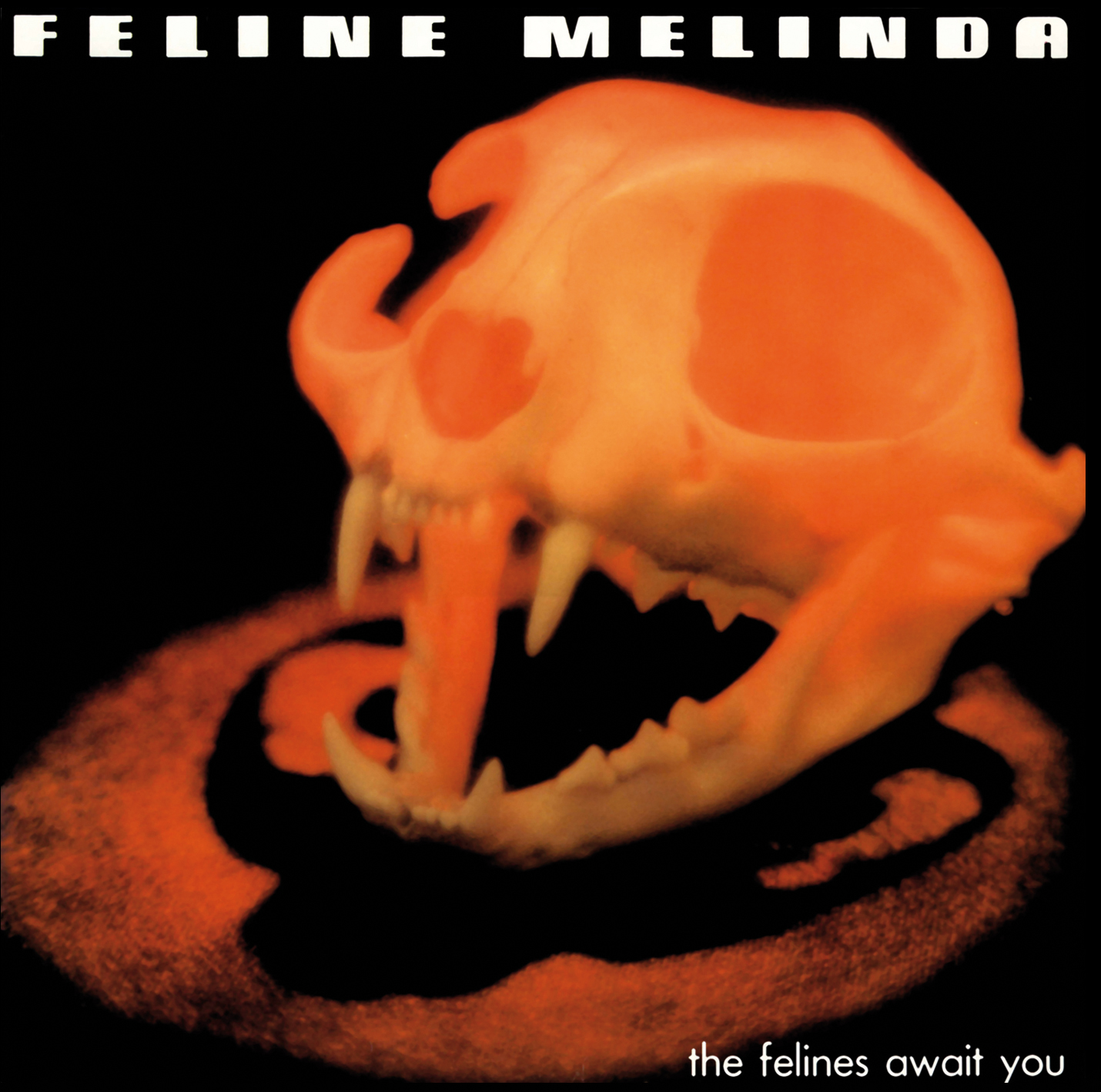 FELINE MELINDA (Italy) / The Felines Awaits You