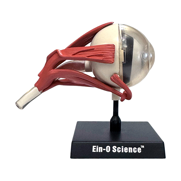 子供向けにの楽しくて視覚的に魅力的な科学活動キット。