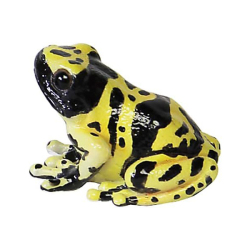 キオビヤドクガエルのリアルな生きもの造形マグネット。